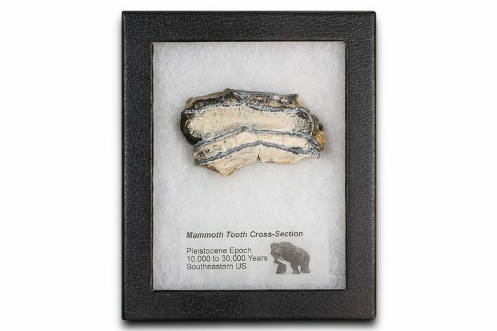 Mammoth Molar Slice With Case - South Carolina #377774